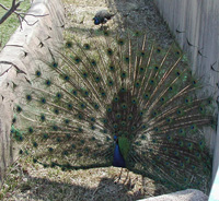 peacock